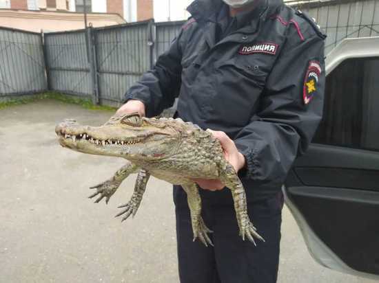 Судимый вологжанин пришел в полицию с крокодилом, чтобы ему разрешили переехать в Сочи