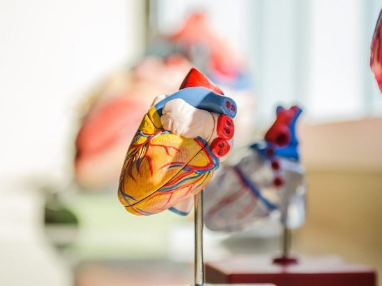 Благодаря свиным сердцам можно устранить нехватку донорских органов