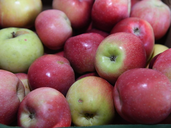 Волгоградцы узнали, когда собирать зимние яблоки