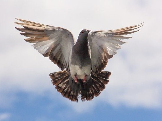 Выяснили причину массовой гибели голубей в парке Урицкого в Казани