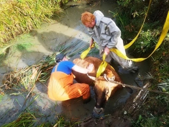 В Ивановской области сотрудники поисково-спасательного отряда вызволили из беды корову