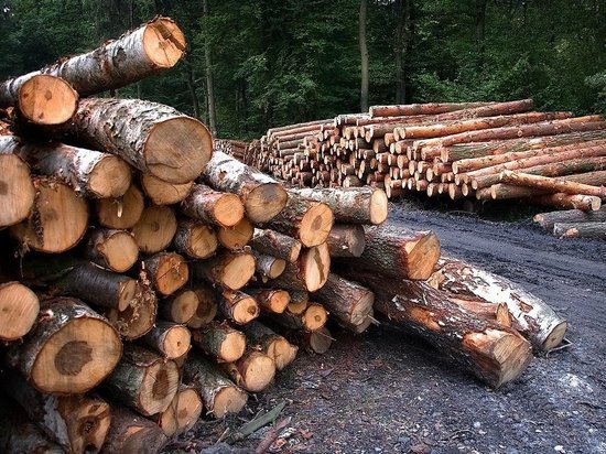 Житель Миасса возместит 1,2 млн за вырубку леса в Башкирии