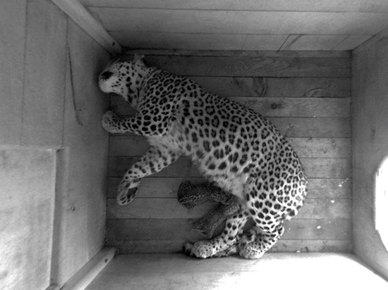 В сочинском Центре восстановления леопарда родились котята