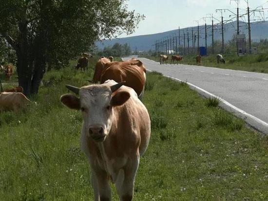 Четыре коровы и три овцы погибли с начала октября на рельсах в Хакасии
