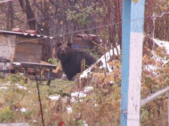 В Кузбассе медведи вышли к жилым домам и напугали местных жителей