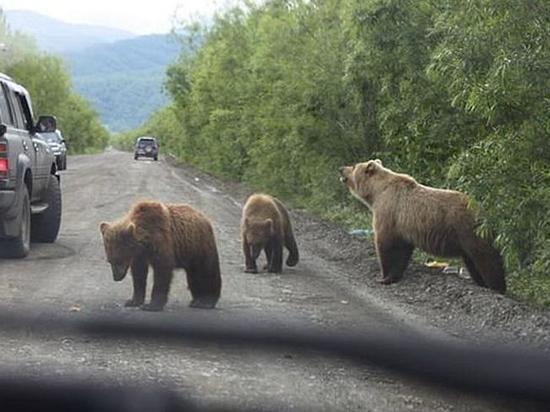 Саяно-Шушенскую ГЭС окружили медведи