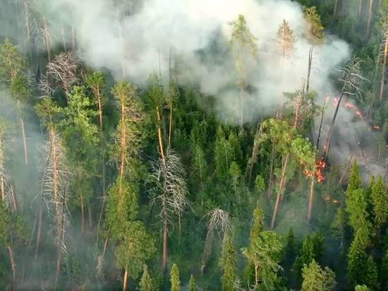 Виновниками лесных пожаров на Колыме занялась прокуратура