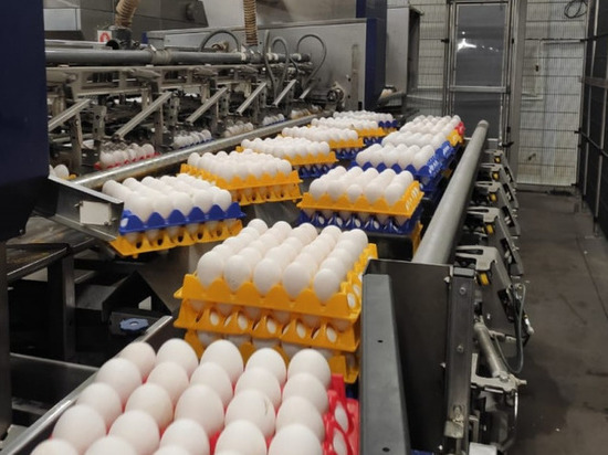 «Яйца на экспорт»: хрупкий продукт из Ленобласти уплыл в Арабские Эмираты
