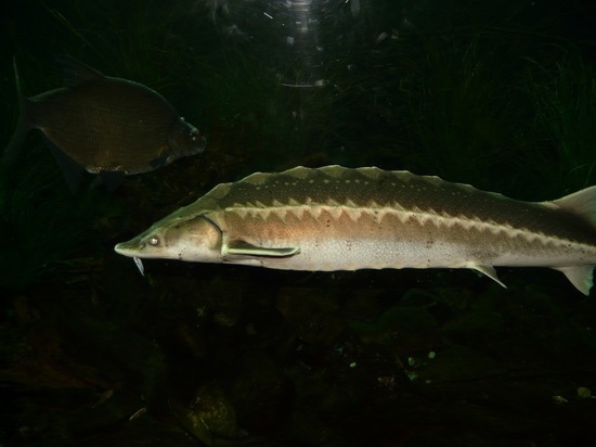 После разлива топлива в Норильске погибло почти 9 тыс тонн рыбы