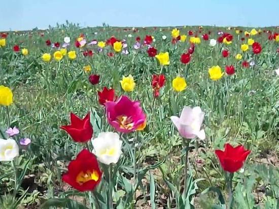 Калмыцкий «Фестиваль тюльпанов» стал вторым на всероссийском конкурсе