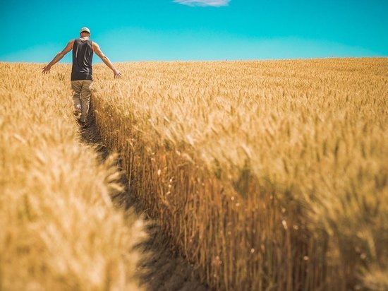 Аграрии определили самые плодородные земли в ДНР