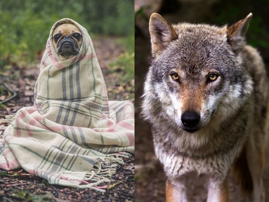 Волки оказались способны привязываться к человеку как собаки