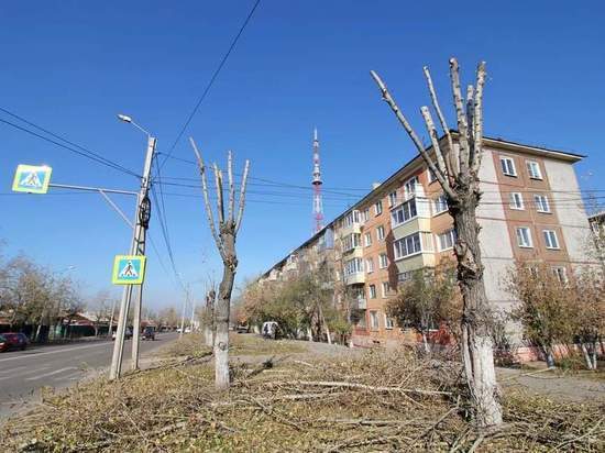 В Улан-Удэ впервые публично оценят аварийные тополя