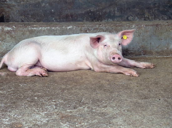 Вирус африканской чумы свиней найден в российской колбасе