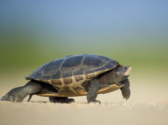 Восемь черепах в носках пытался ввезти в Новосибирск контрабандист