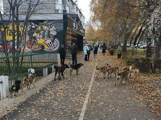 Свора бездомных собак наводит ужас на кузбассовцев