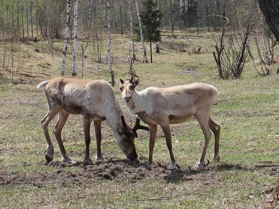 Популяция северного оленя увеличилась в заповеднике "Керженский"