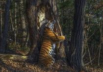 Уникальный кадр Сергей Горшков сделал при помощи дистанционной фотоловушки в заповеднике «Земля леопарда» в Приморье
