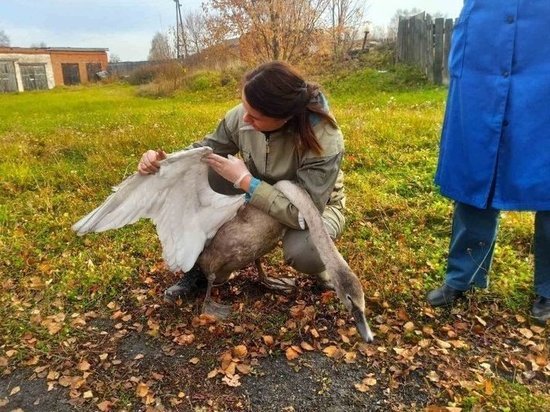 Жители Удмуртии и сотрудники зоопарка спасли лебедя со сломанным крылом