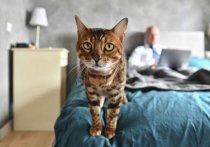Как сообщил мэр Москвы Сергей Собянин, на дистанционную работу в городе перешли около миллиона человек
