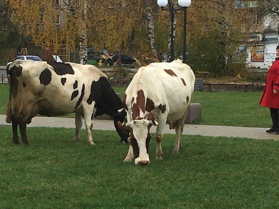  Обновленный сквер в центре Пудожа превратился в пастбище