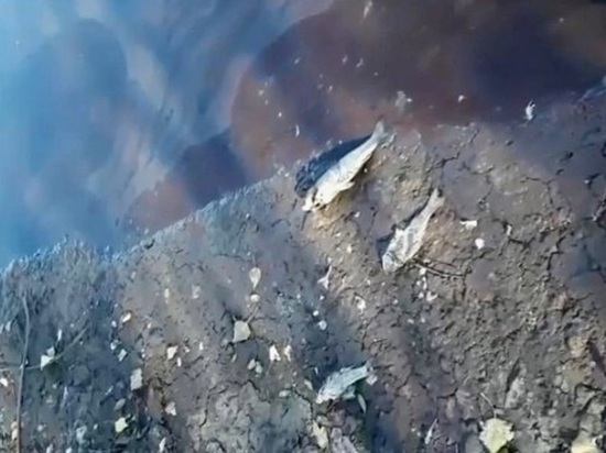 Прокуратура выясняла факт гибели рыбы в Новотроицке
