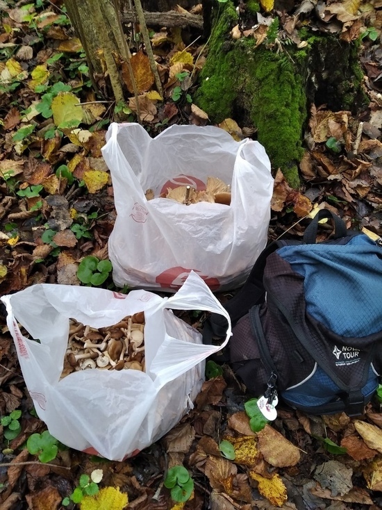 Житель Твери собрал 15 килограмм грибов