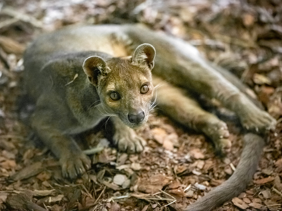 В новосибирском зоопарке разыграли самого крупного хищника Мадагаскара