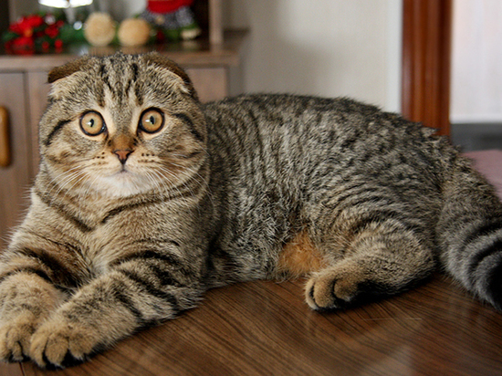 В Кирове продают шотландскую кошку за 1,5 млн рублей