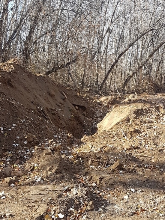 Оренбуржцы жалуются на масштабную вырубку леса в городе