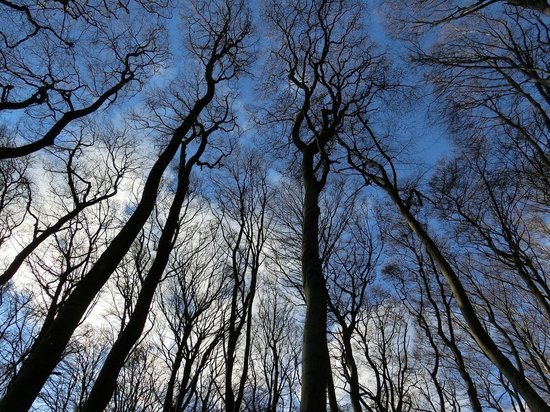Жителя Новосокольнического района наказали за незаконную вырубку леса