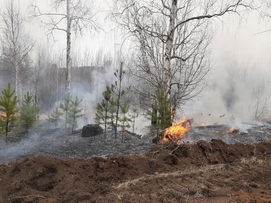 Число пойманных в этом году поджигателей леса назвали в Забайкалье