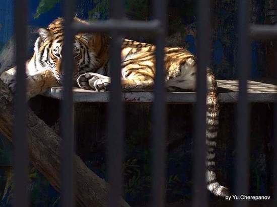 Зоопарк Читы закрыли на карантин из-за COVID
