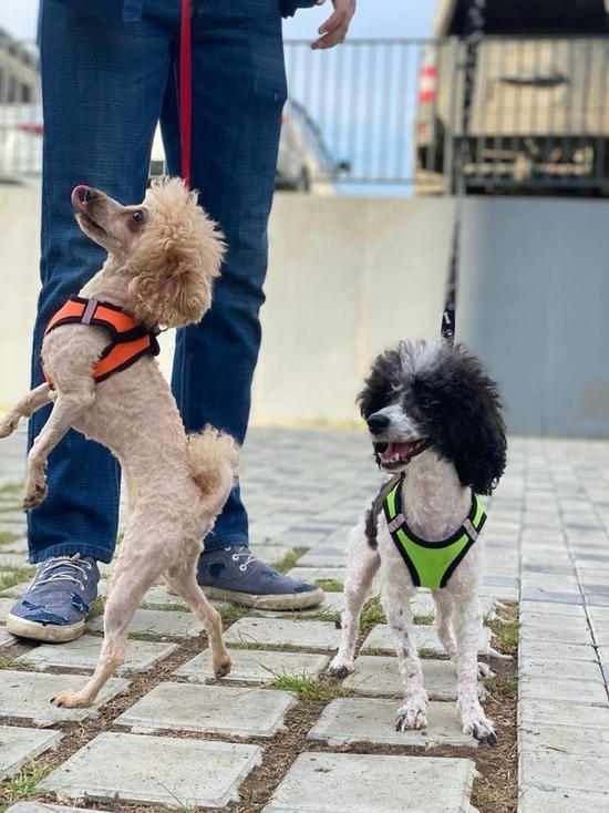 «Живая терапия»: жительница Новосибирска дает собак на прокат