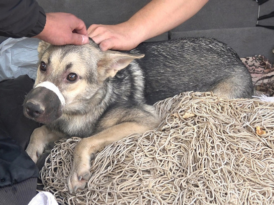 В Донецке спасли щенка, прятавшегося в коллекторе теплотрассы