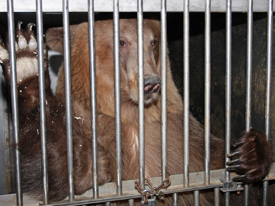 Медведи загрызли сотрудника зоопарка на глазах у посетителей