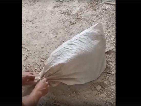 В горах Адыгеи спасли собаку, оставленную в мешке без еды и воды