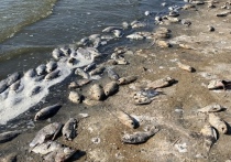 Экологическое бедствие на водохранилище Аршань-Зельмень в Сарпинском районе с выносом на берег тысяч дохлых рыб стало «героем» новостных лент страны