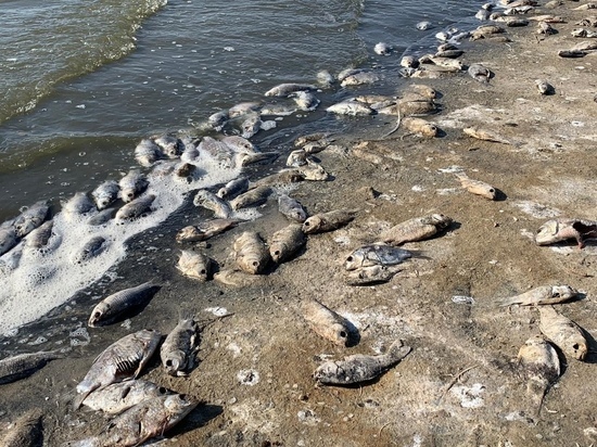 Рыба в Калмыкии, возможно, погибла от фосфора