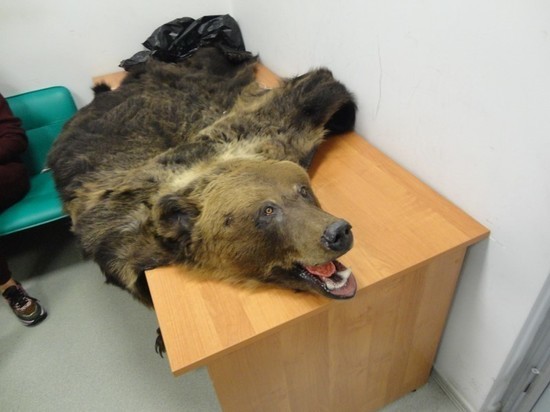 Татарстанские таможенники не дали вывезти в Турцию шкуру медведя