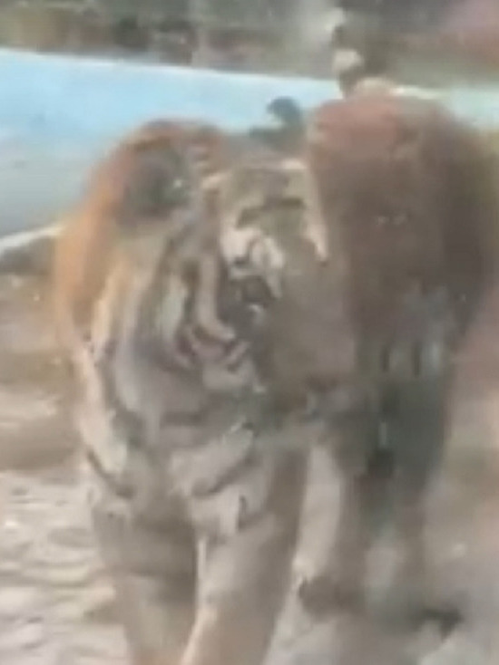 Появилось видео купания тигра, откусившего в Тверской области ногу дальнобойщику
