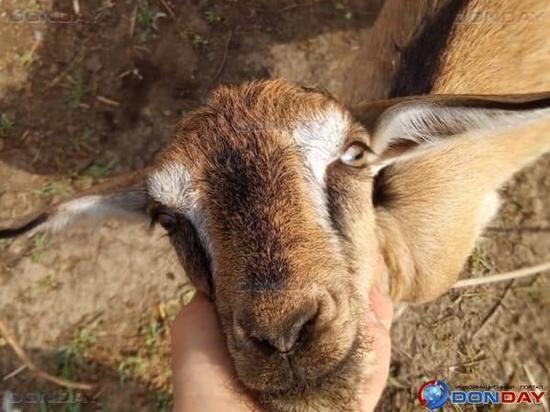 В Ростовской области застрелили козу