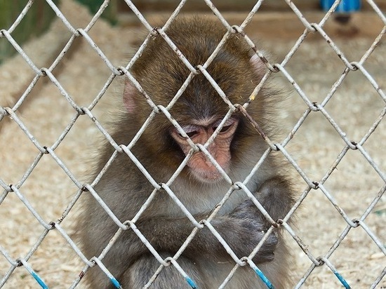 В Уфе зоопарк построят в черте города