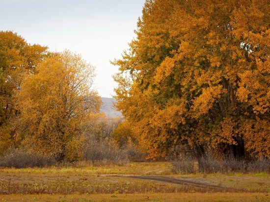 Посещать леса Волгоградской области запретили до ноября