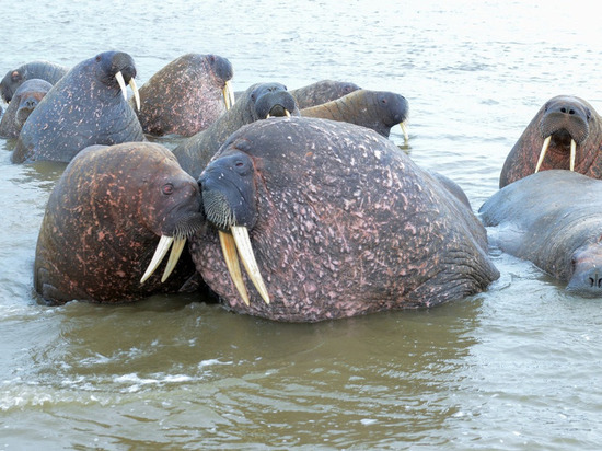 На Ямале ученые снова отправились на лежбище моржей