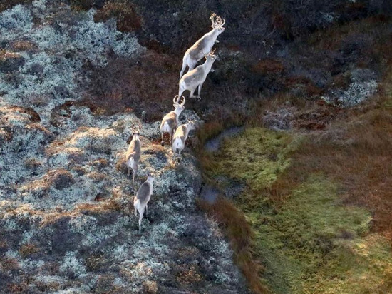 На Ямале пересчитают диких северных оленей