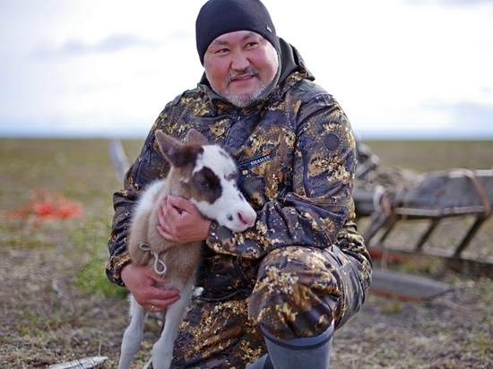 На Ямале от сибирской язвы привили больше 80% от запланированного поголовья оленей