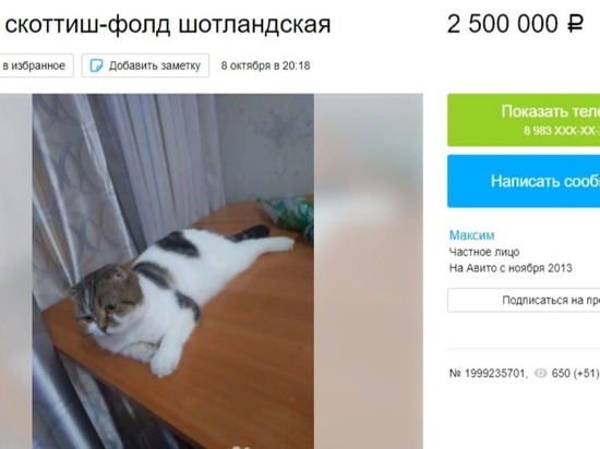 Барнаулец выставил объявление о продаже несносной кошки за 2,5 млн рублей