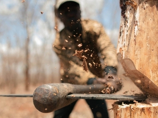 Лесники совместно с ФСБ пресекли незаконную заготовку древесины в Буйском районе Костромской области