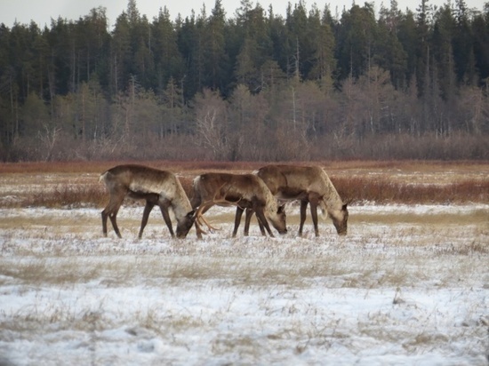 Архангельское отделение WWF призвало ограничить вырубки ради оленей